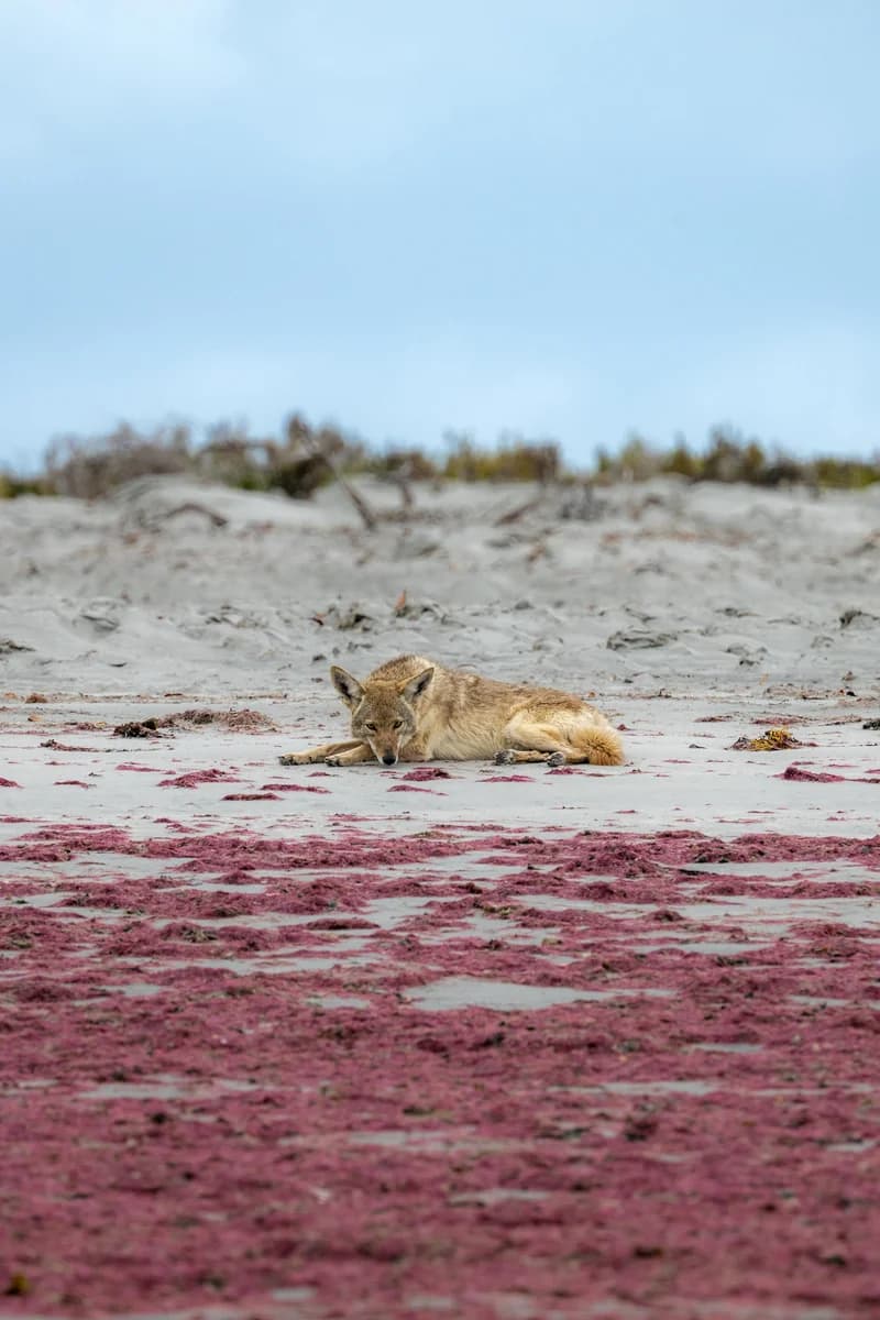 Coyote Beach