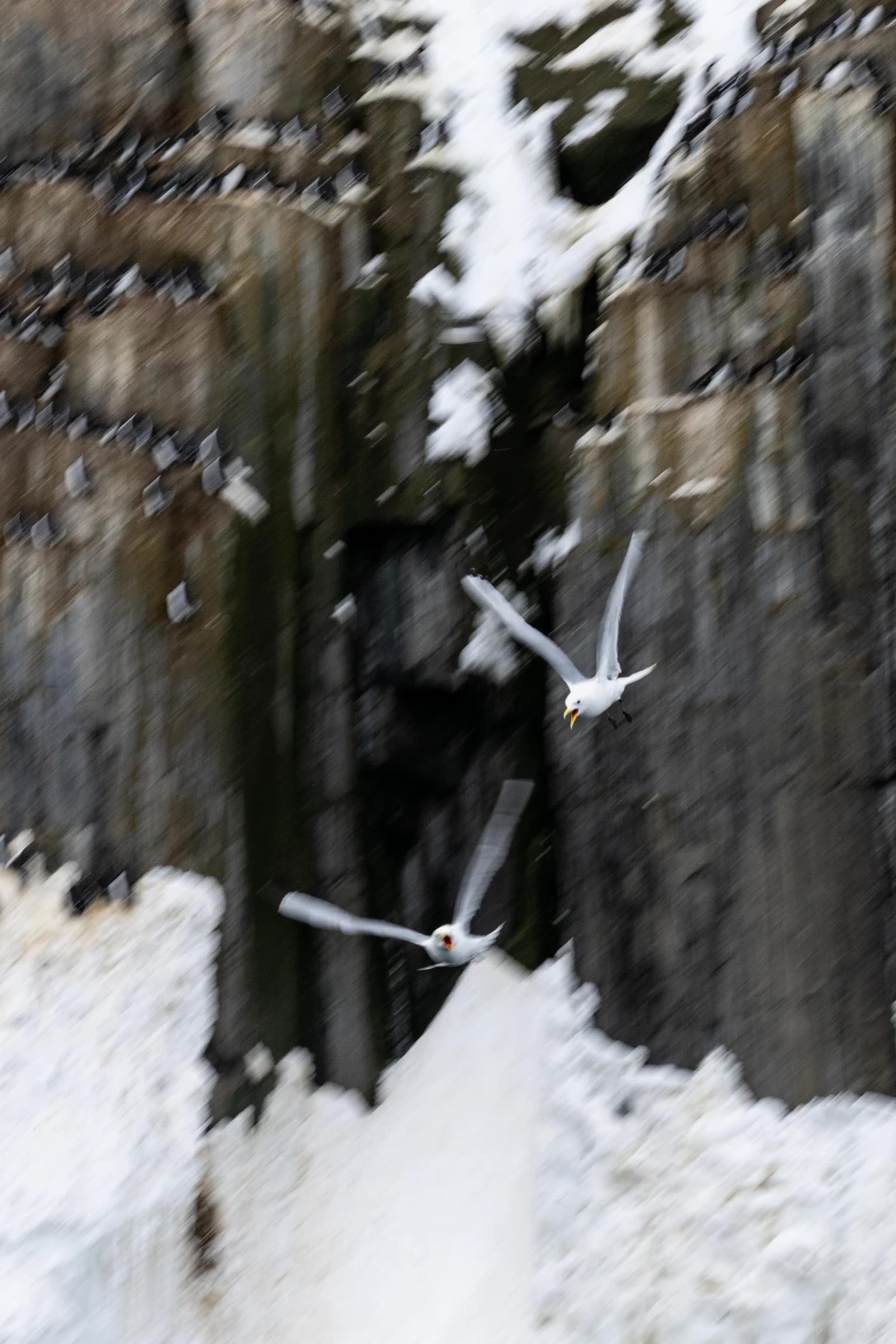 Birds in Flight