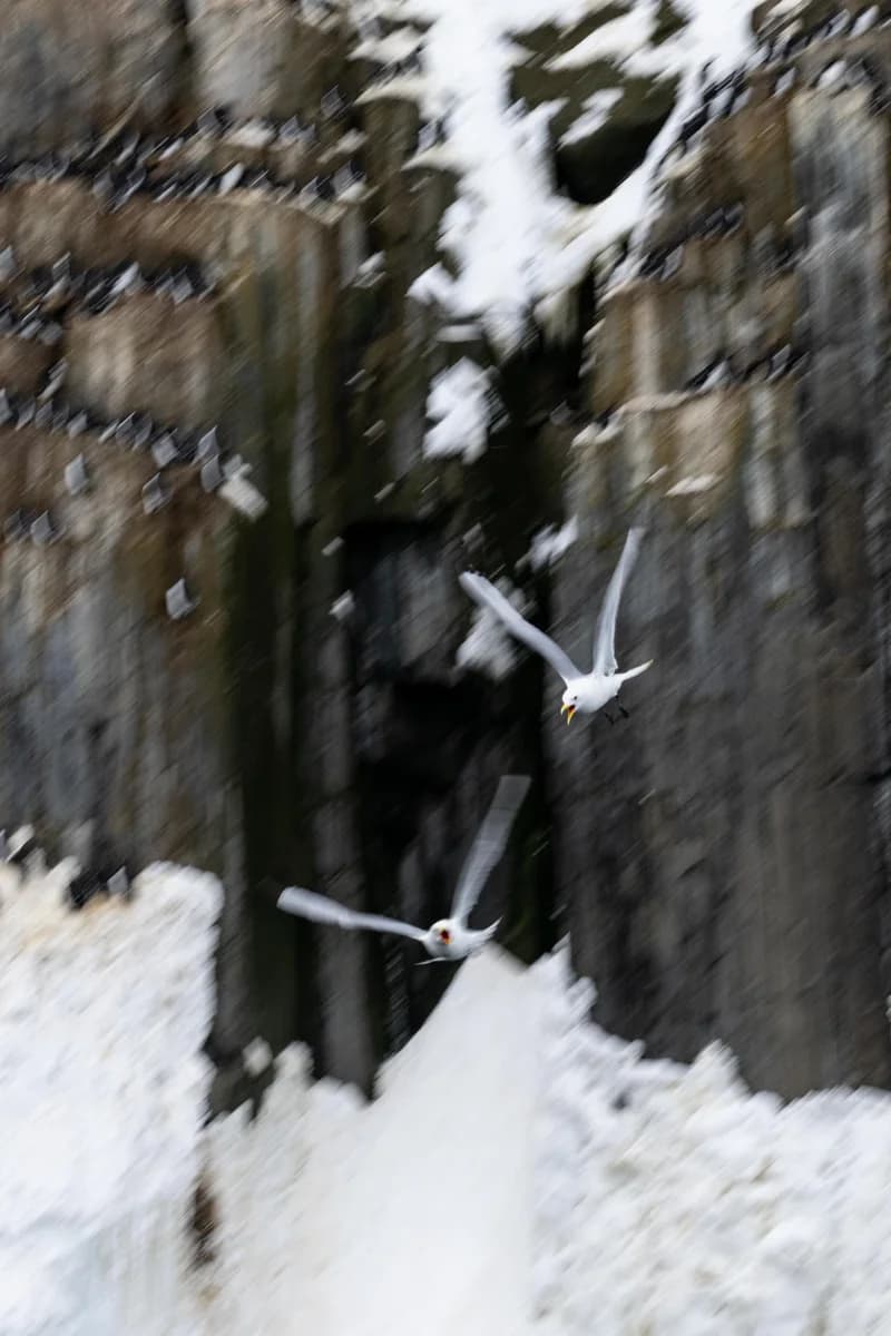 Birds in Flight