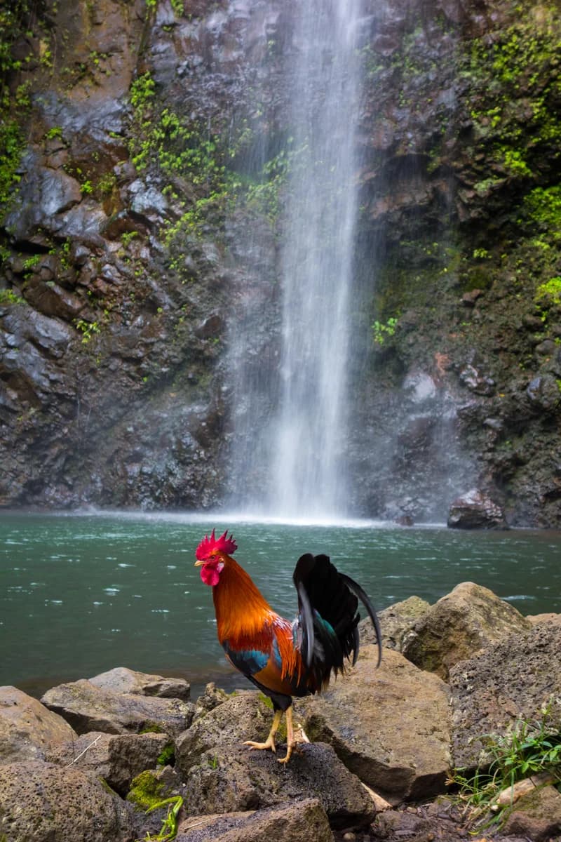 2017 Kauai