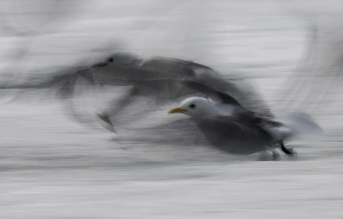 Kittiwakes Awaken