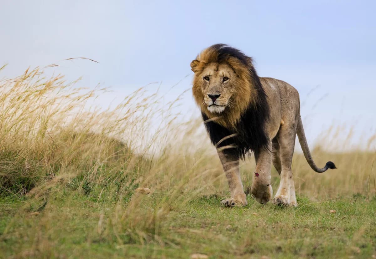 2014 Africa