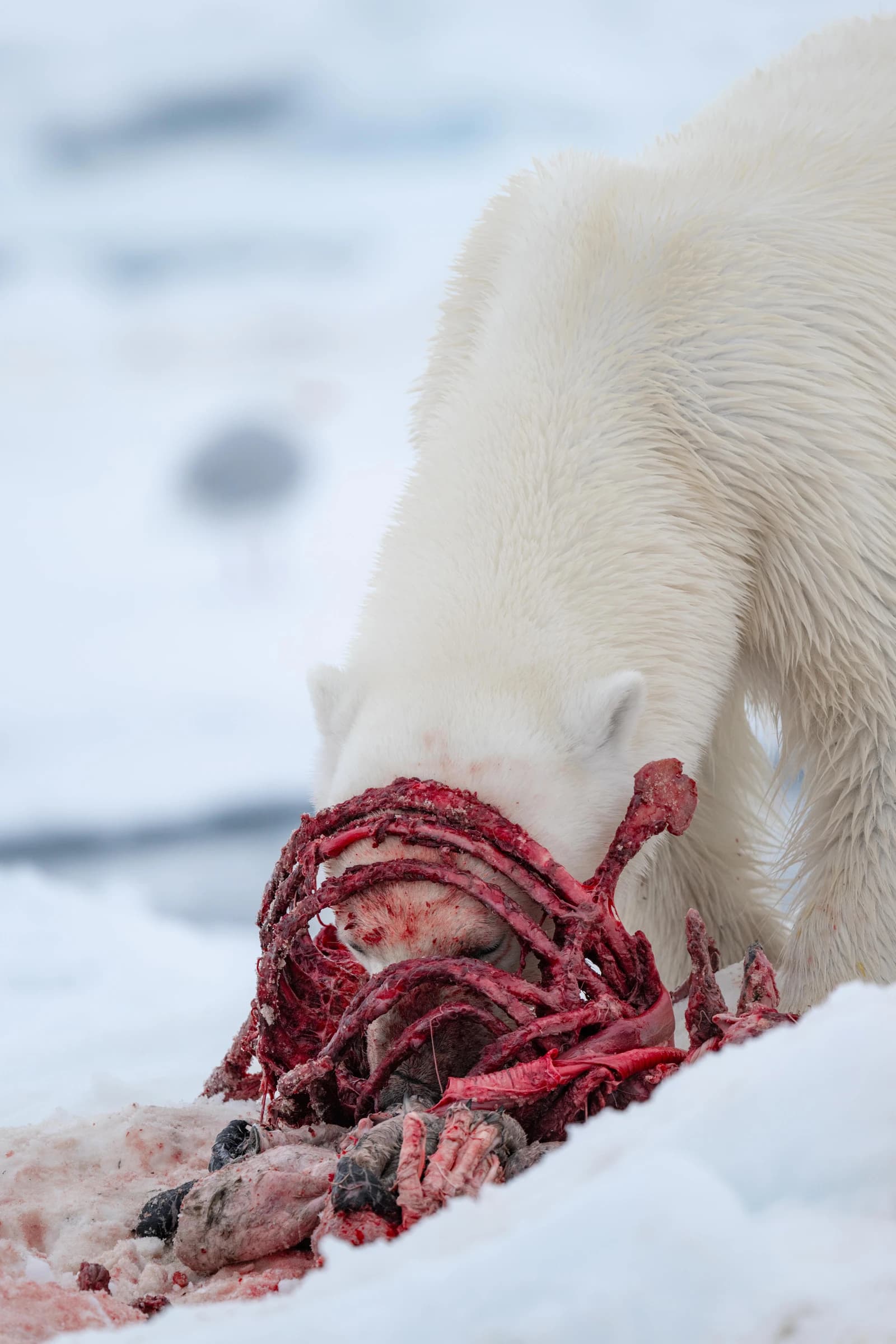 Polar Bear