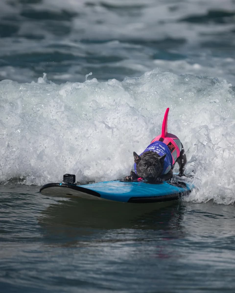 A black dog wearing a colorful life vest rides a surfboard on a wave.
