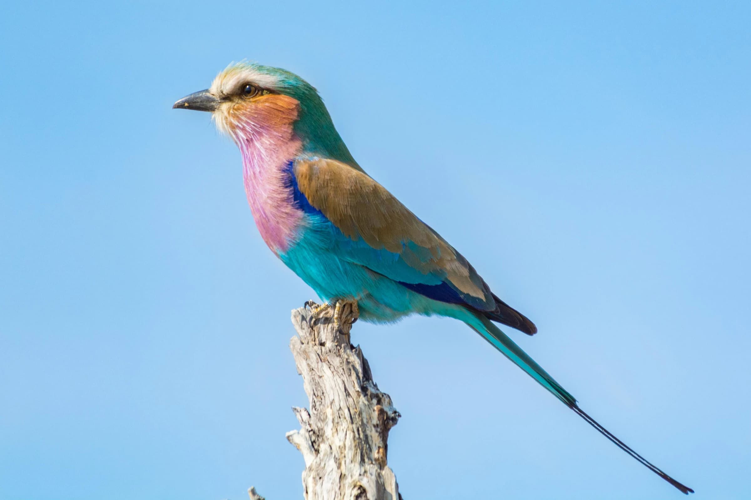 Wildlife