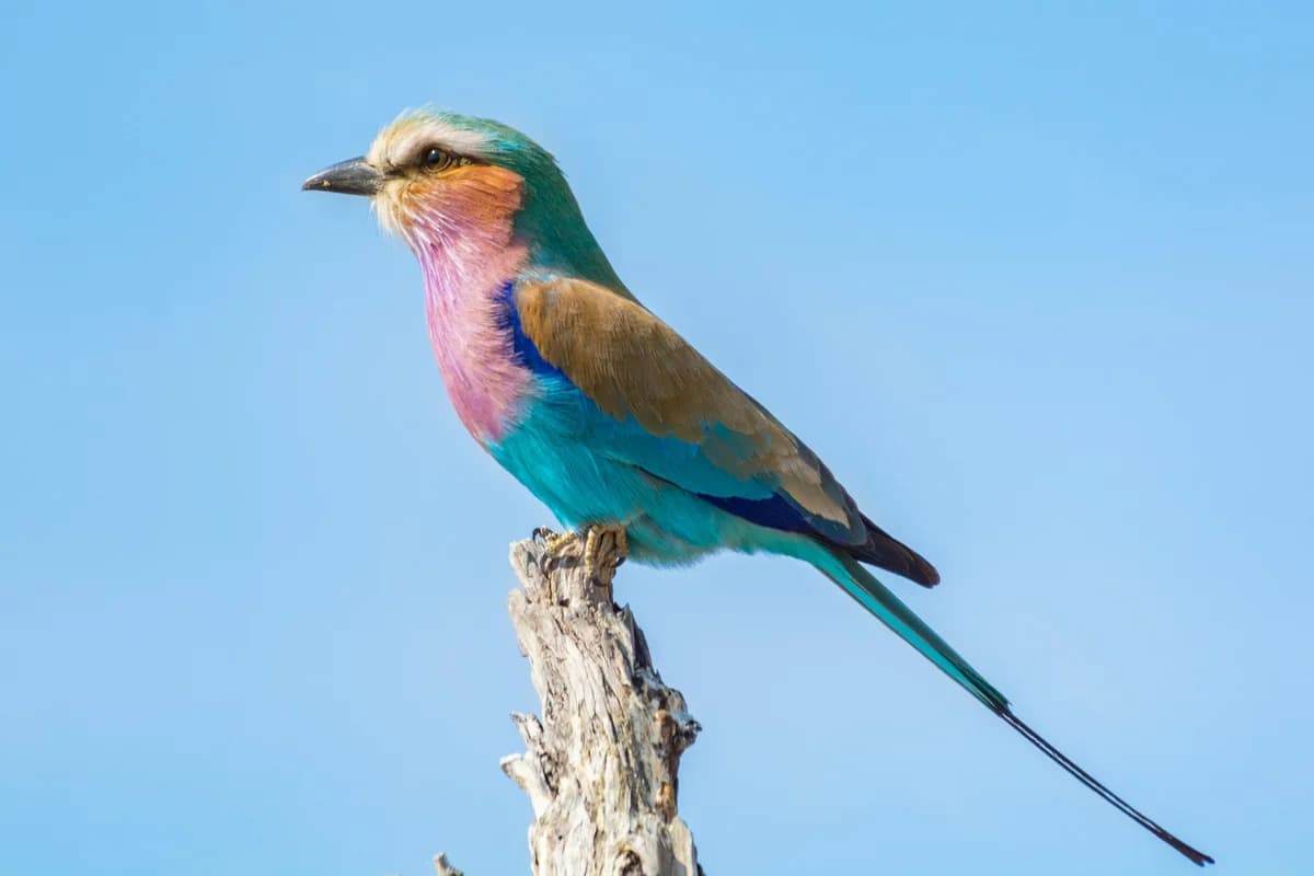 Wildlife