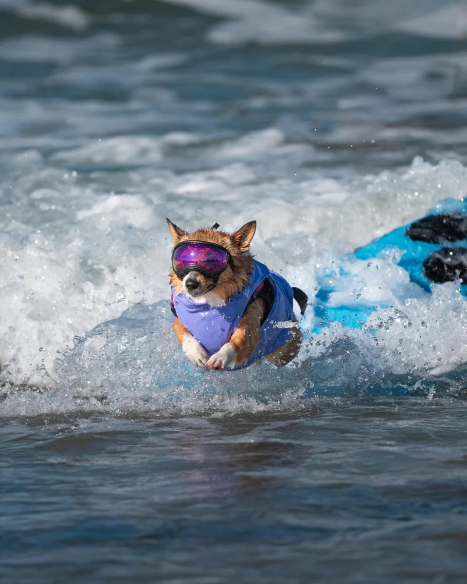 a dog wearing goggles and a life vest rides a wave on a surfboard.