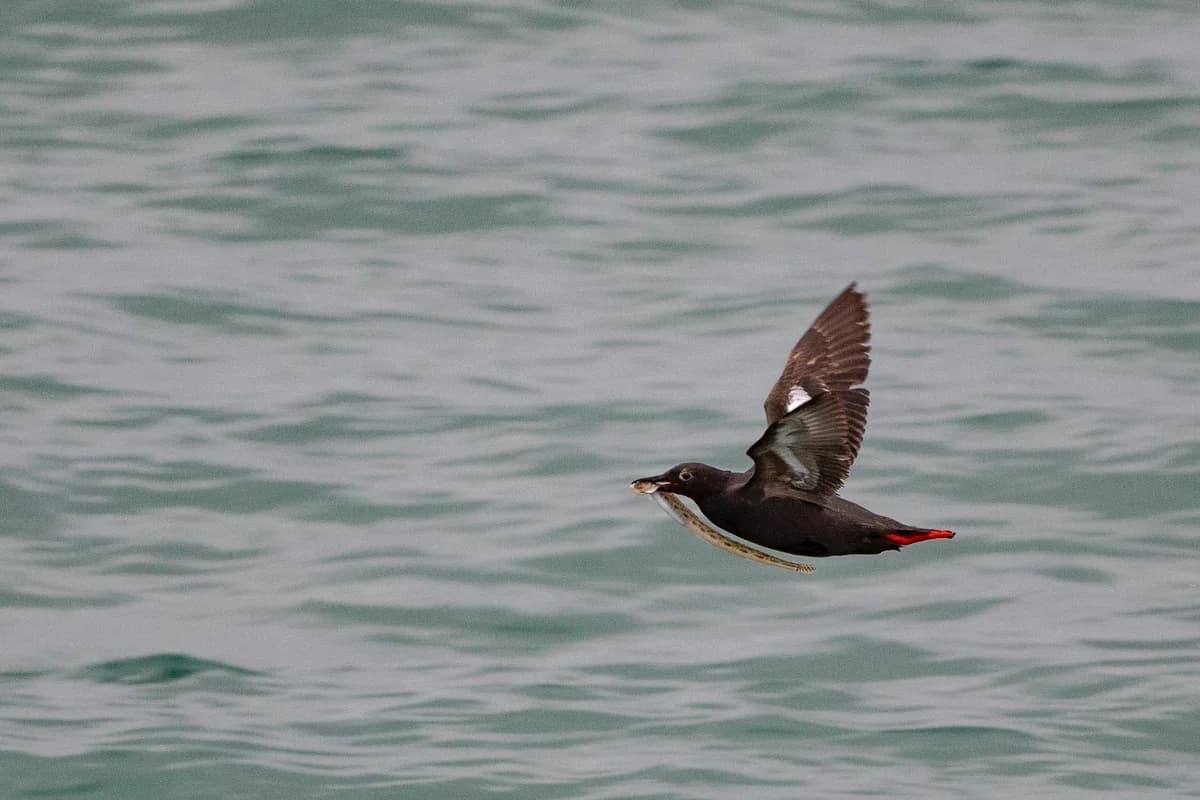 Pigeon Guillemot w/ Sand Lance