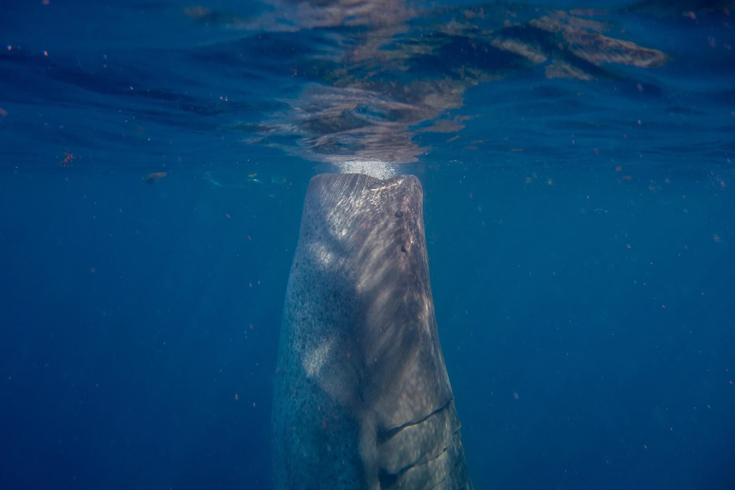 2018 Isla Mujeres