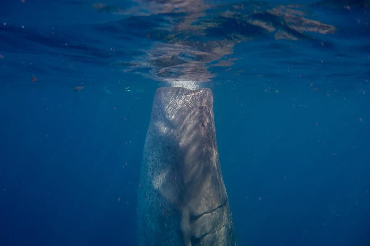 2018 Isla Mujeres