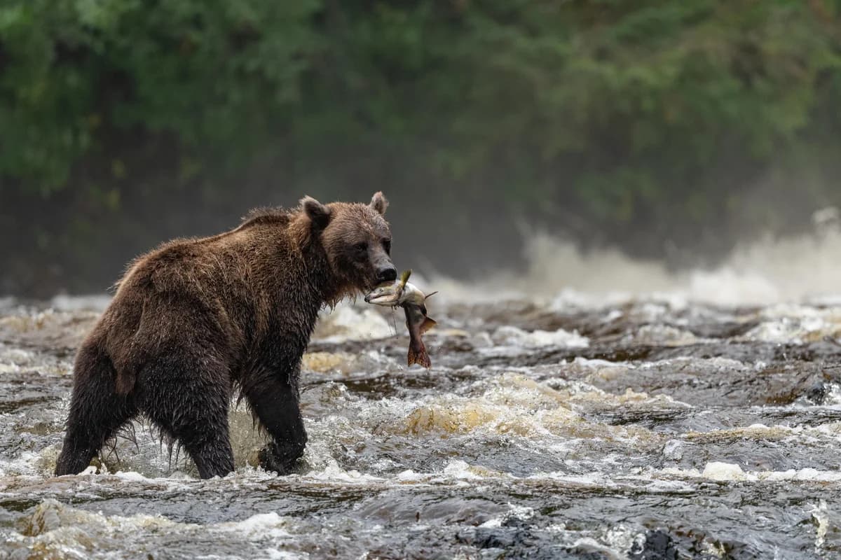 A bear stands in a rushing river carrying a fish, surrounded by misty greenery.